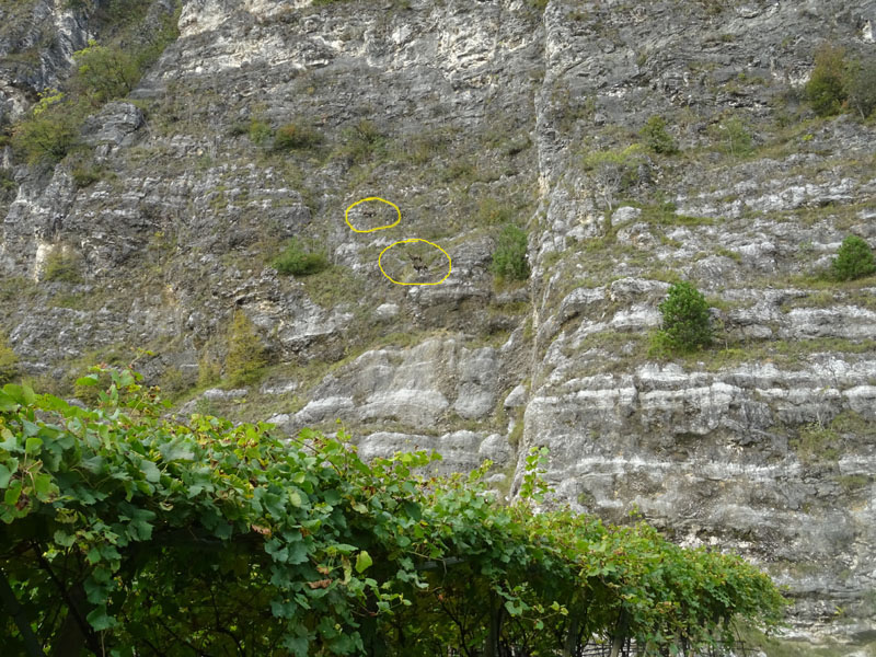 Rupicapra rupicapra.....dal Trentino Alto Adige